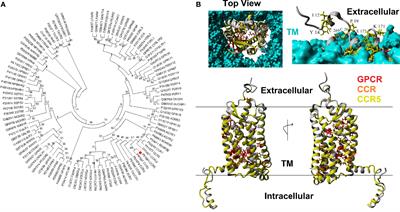 CCR5 and Biological Complexity: The Need for Data Integration and Educational Materials to Address Genetic/Biological Reductionism at the Interface of Ethical, Legal, and Social Implications